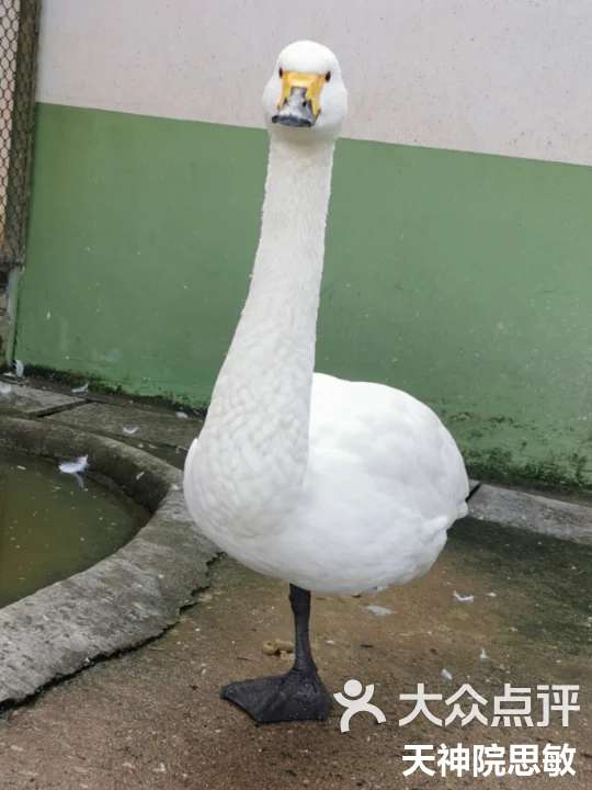 20元的开沙岛动物园-大众点评