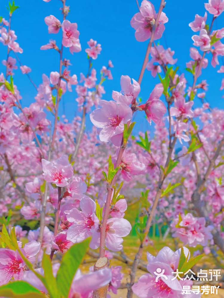 义乌桃花坞景区图片