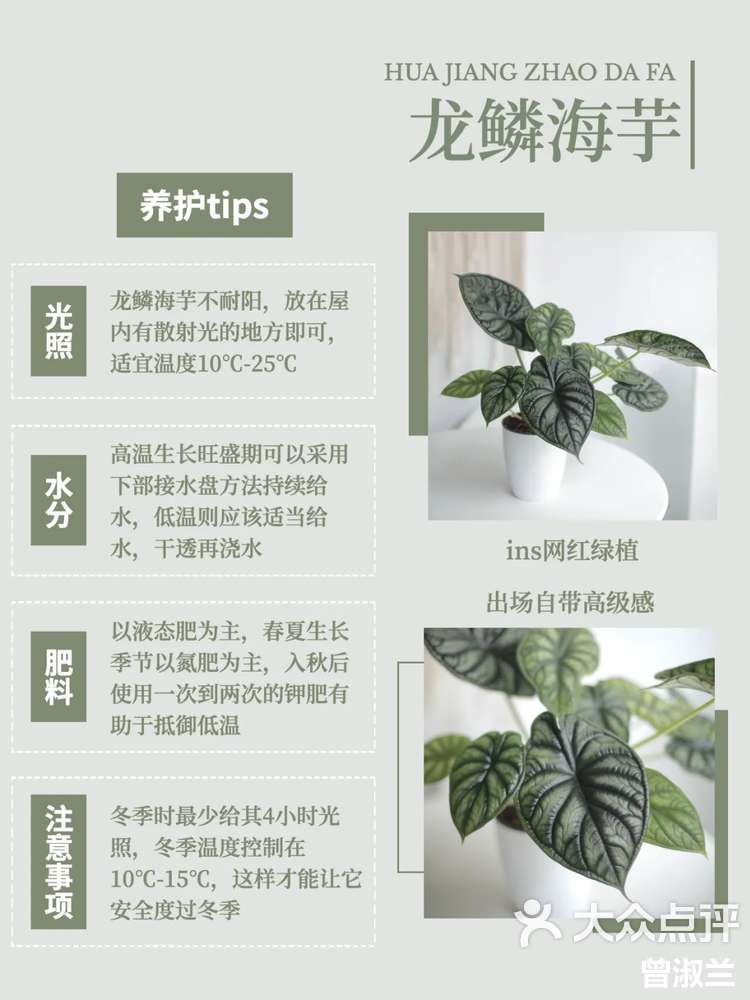 龙鳞海芋|高颜值ins网红绿植(附养护方法)-大众点评