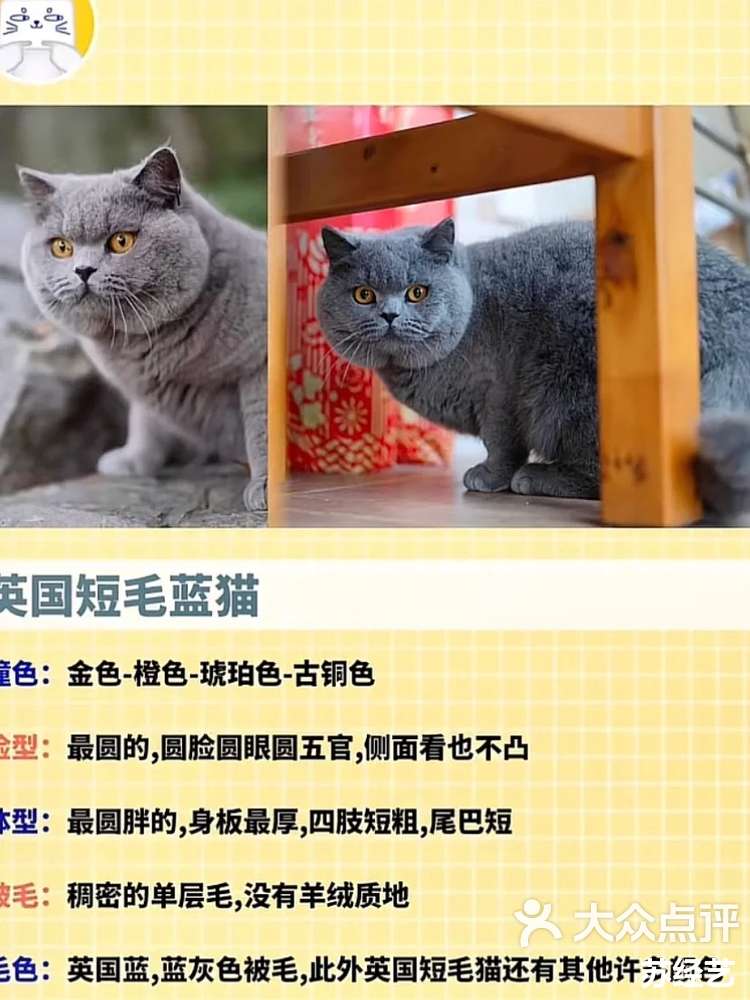 世界三大蓝猫图片