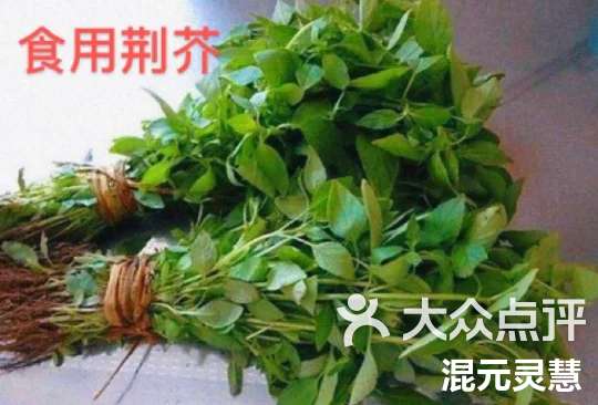 河南食用荆芥