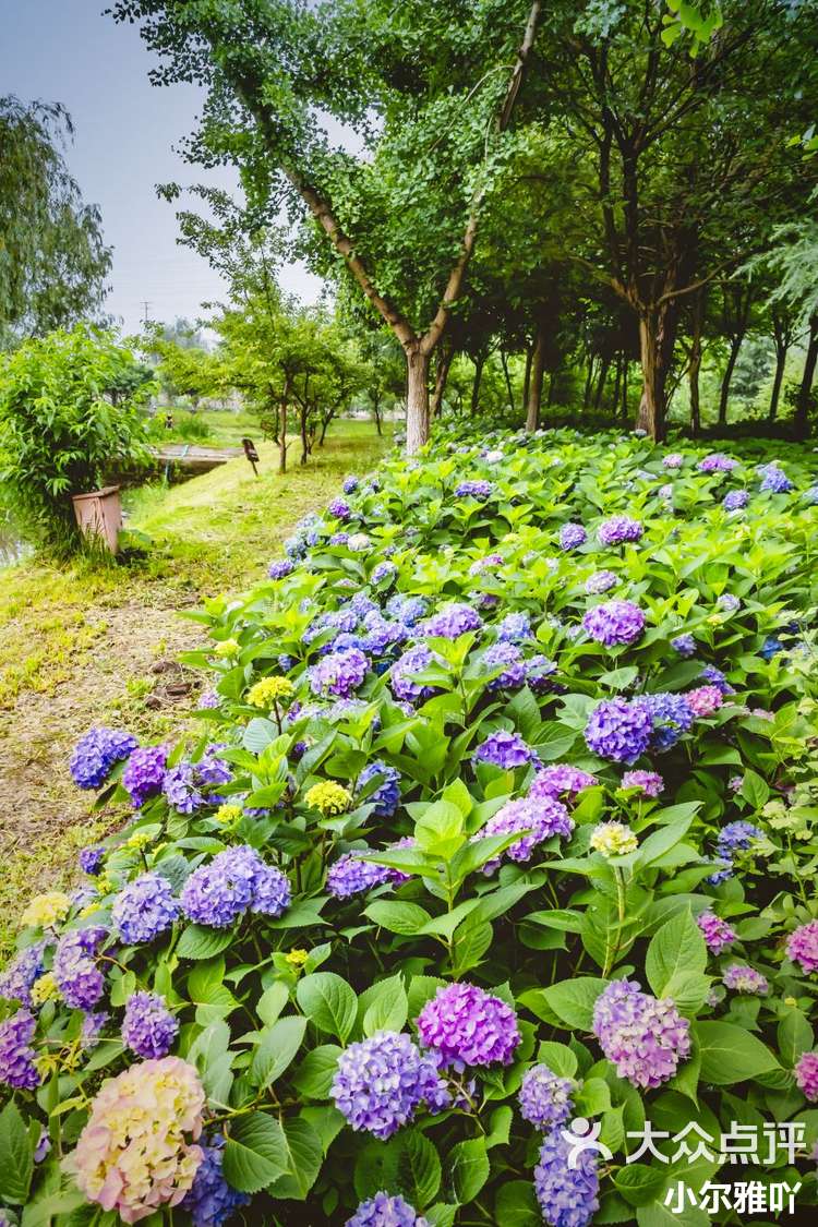 秣陵杏花村图片