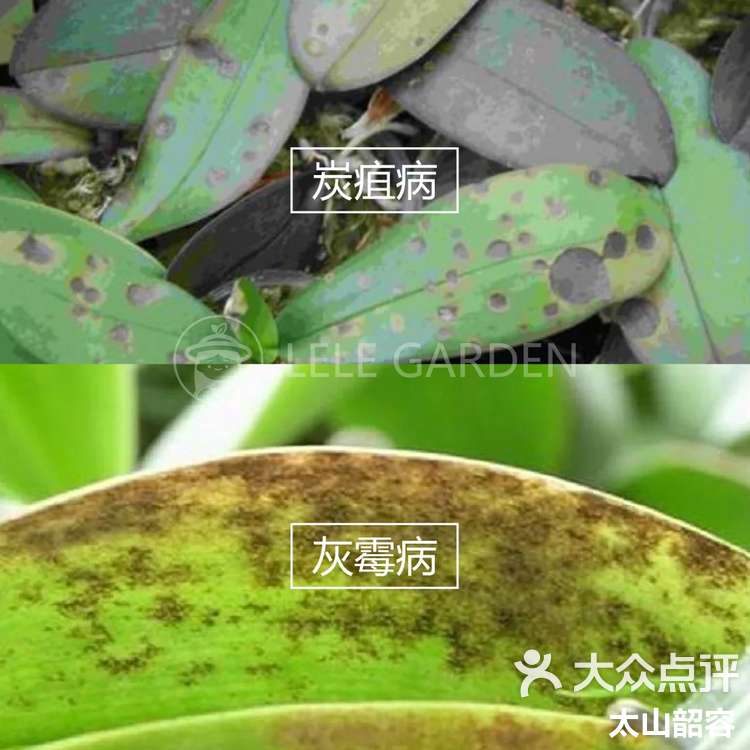 你的蝴蝶兰生病了?快来看看怎么回事-大众点评