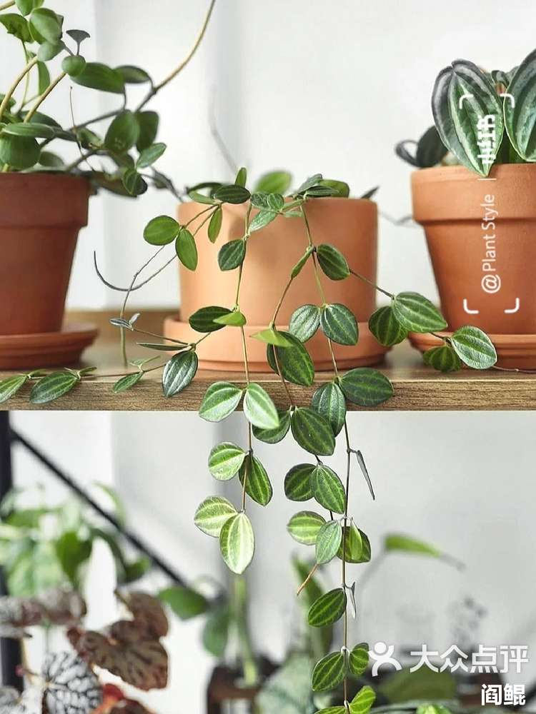 室内绿植推荐 | 巨好养的866种藤蔓盆栽植物-大众点评