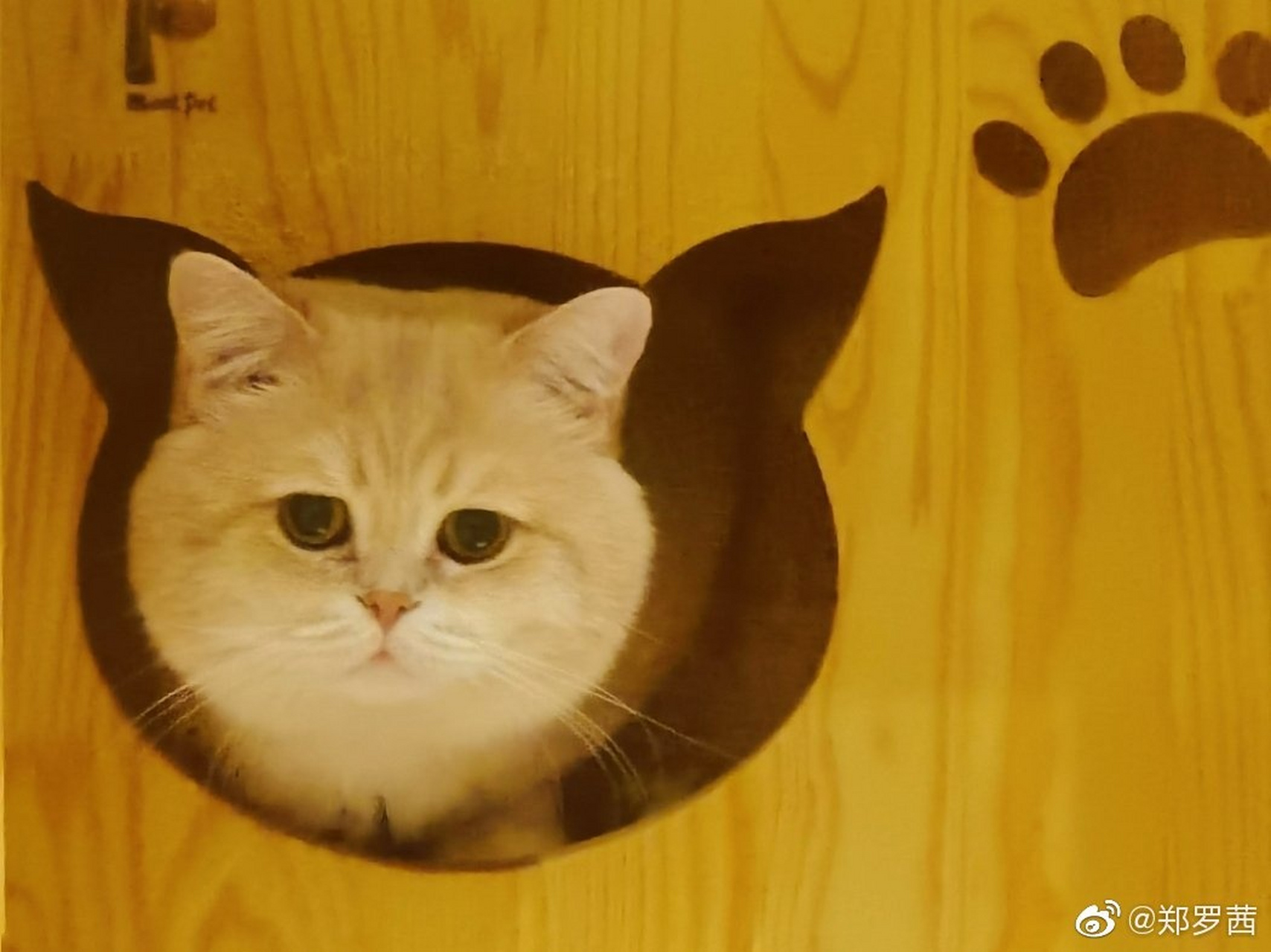 又到了掉毛～毛毛～毛毛毛～的季节la,我们一起数毛毛[捂脸]