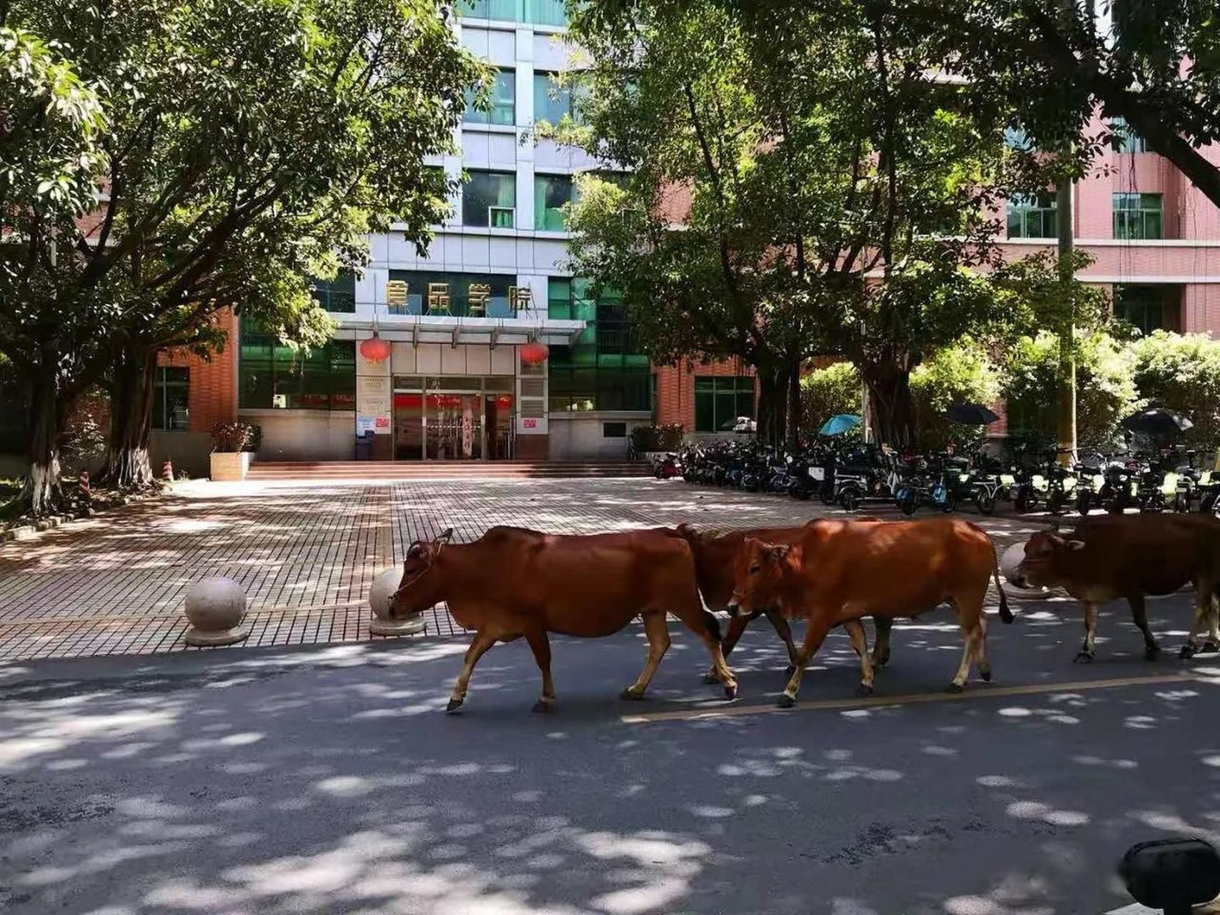 华农-食品学院-真牛 华南农业大学  华南农业大学