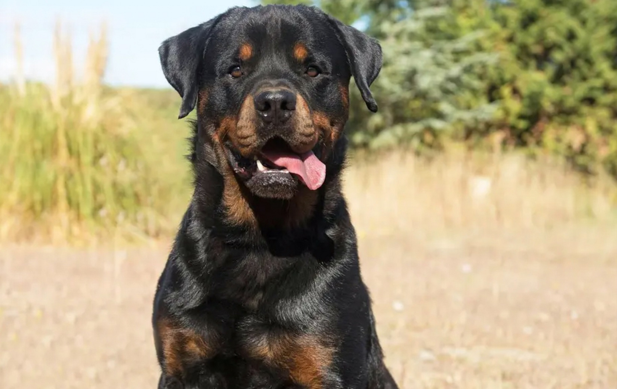 中国最大罗威纳犬舍遭网友攻击