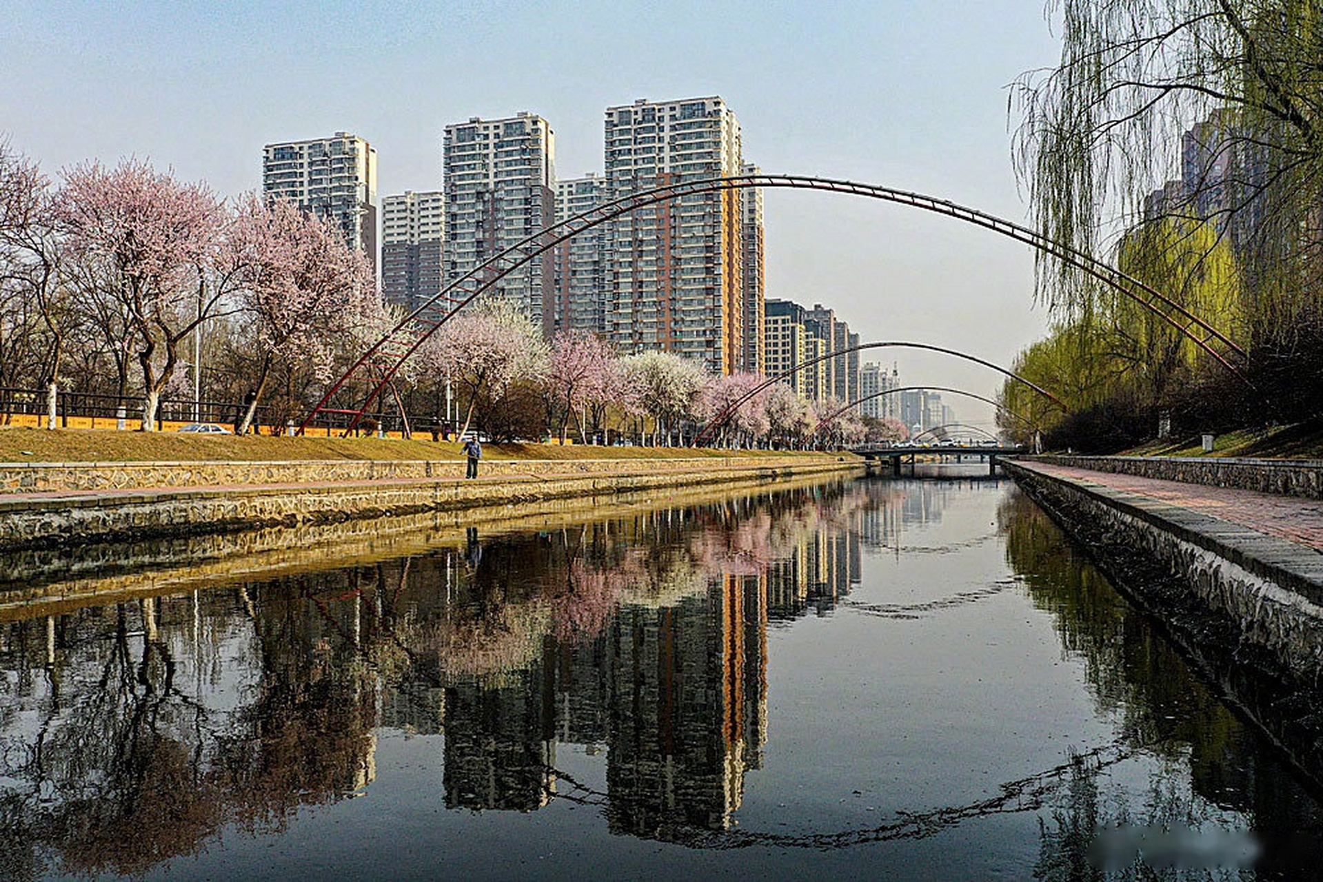【春风拂面桃花俏】在铁西区卫工明渠河畔,桃园进入盛花期,桃花在春风