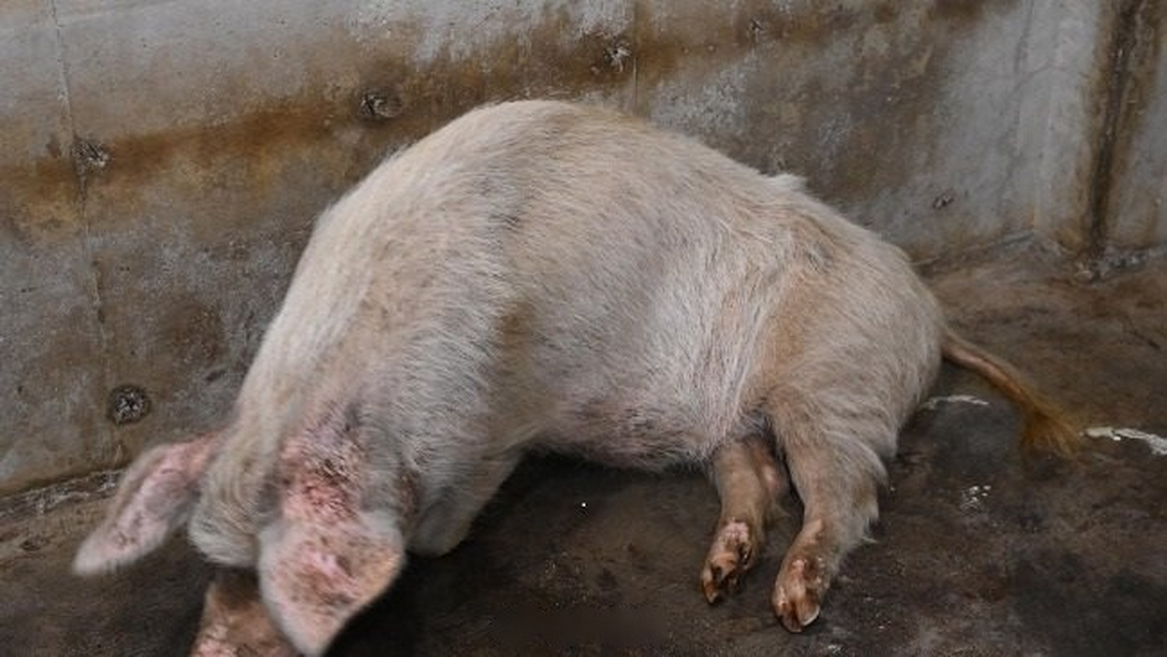 【博物馆辟谣猪坚强被安乐死】日前,建川博物馆馆长樊建川发布了一条