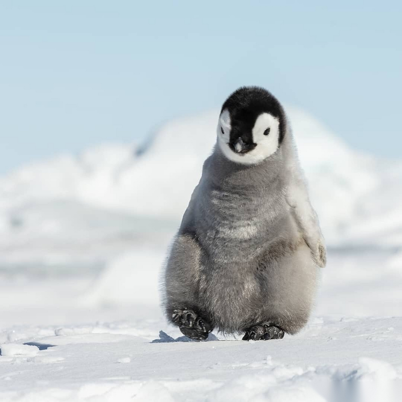 听说北京此时风大雨大,雷电交加[左哼哼][右哼哼]这是为什么[悲伤]