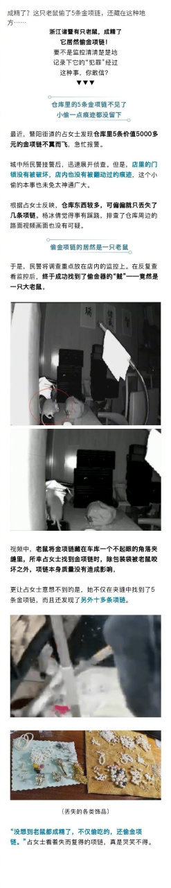 这只老鼠偷了5条金项链,还藏在这种地方……】最近,暨阳街道的占女士