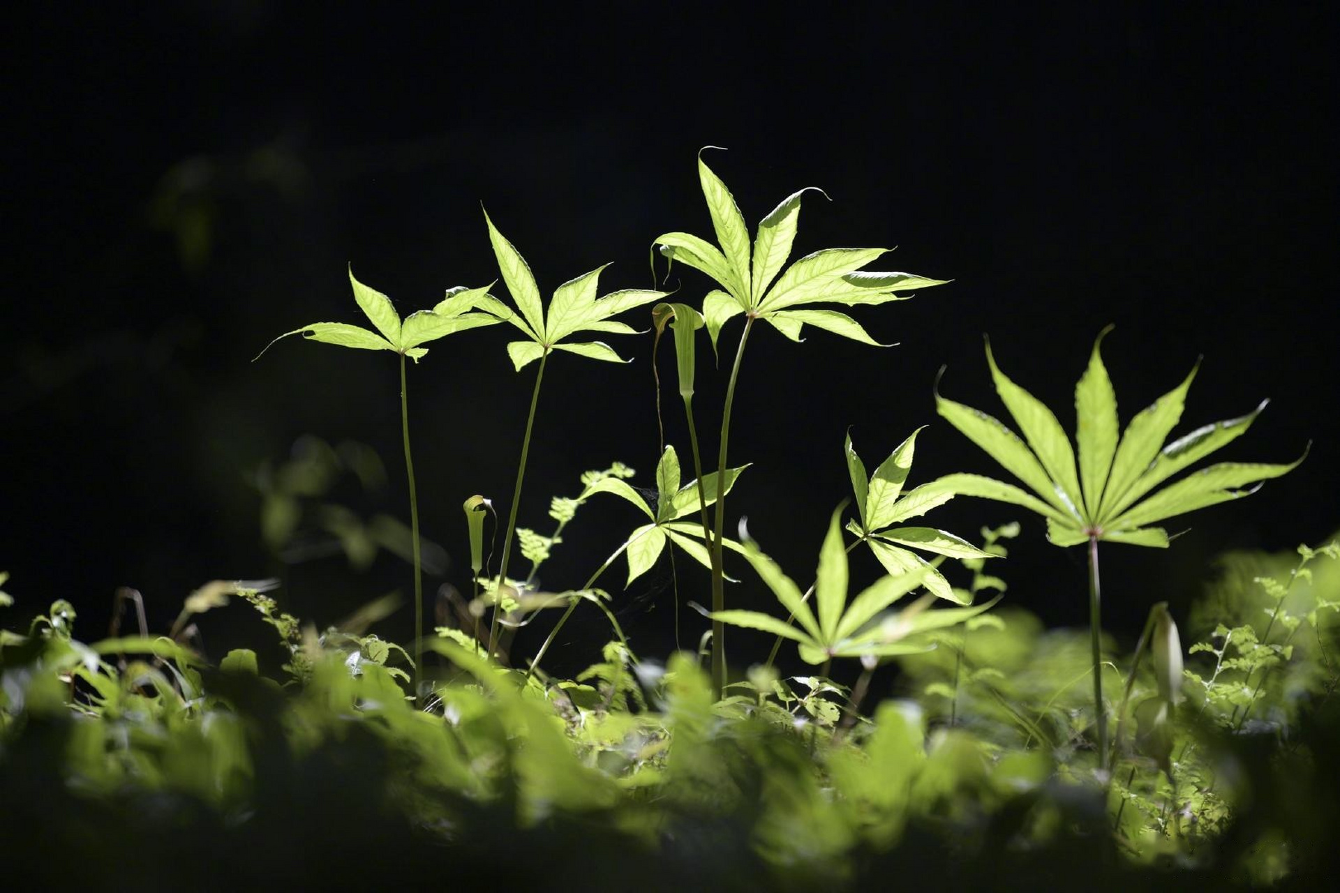 保持積極樂觀的心態,多去發現生活中的美好.早安!