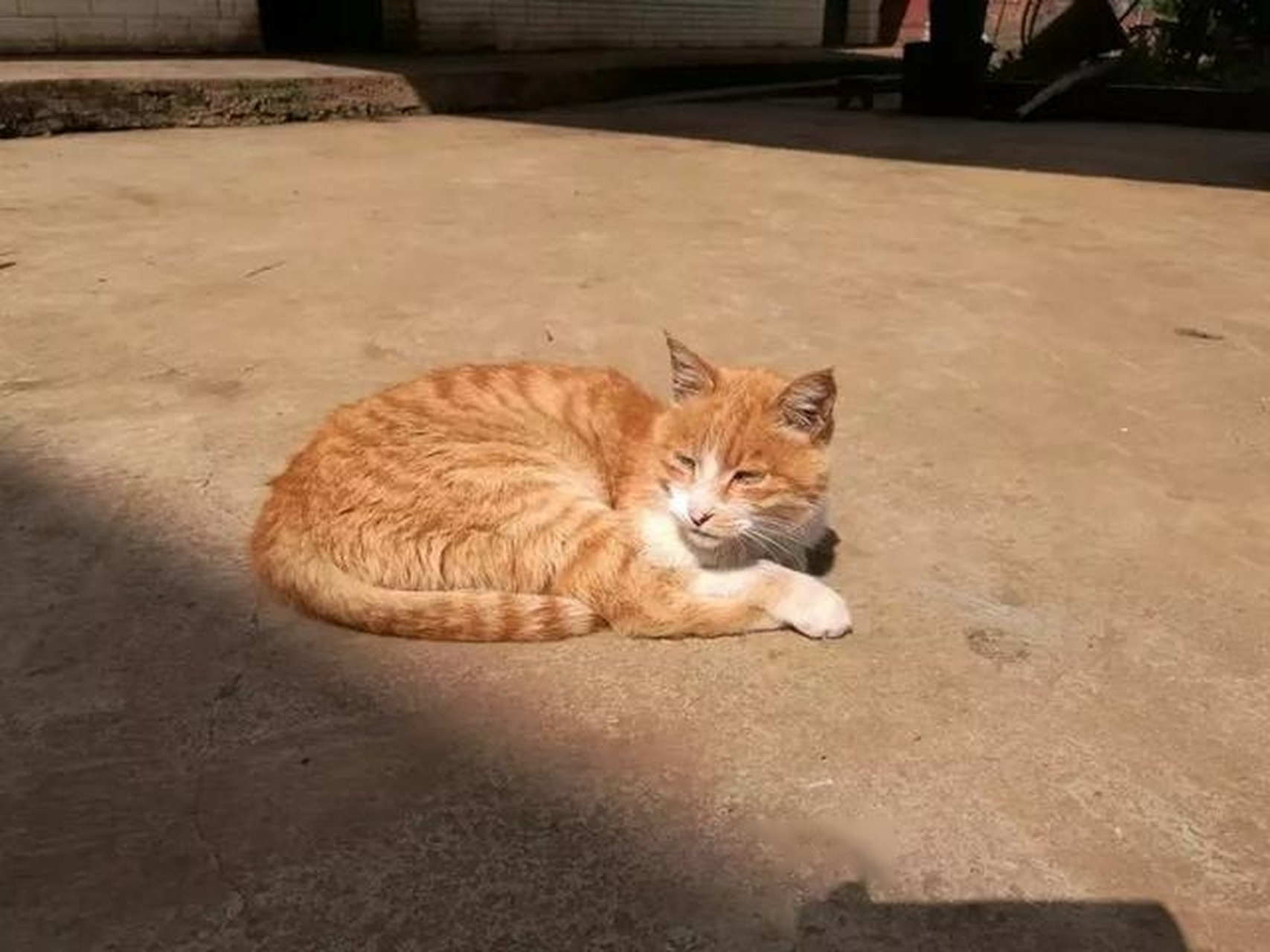 24岁的老猫牙都掉光了,主人待它家人一样,每天给肉