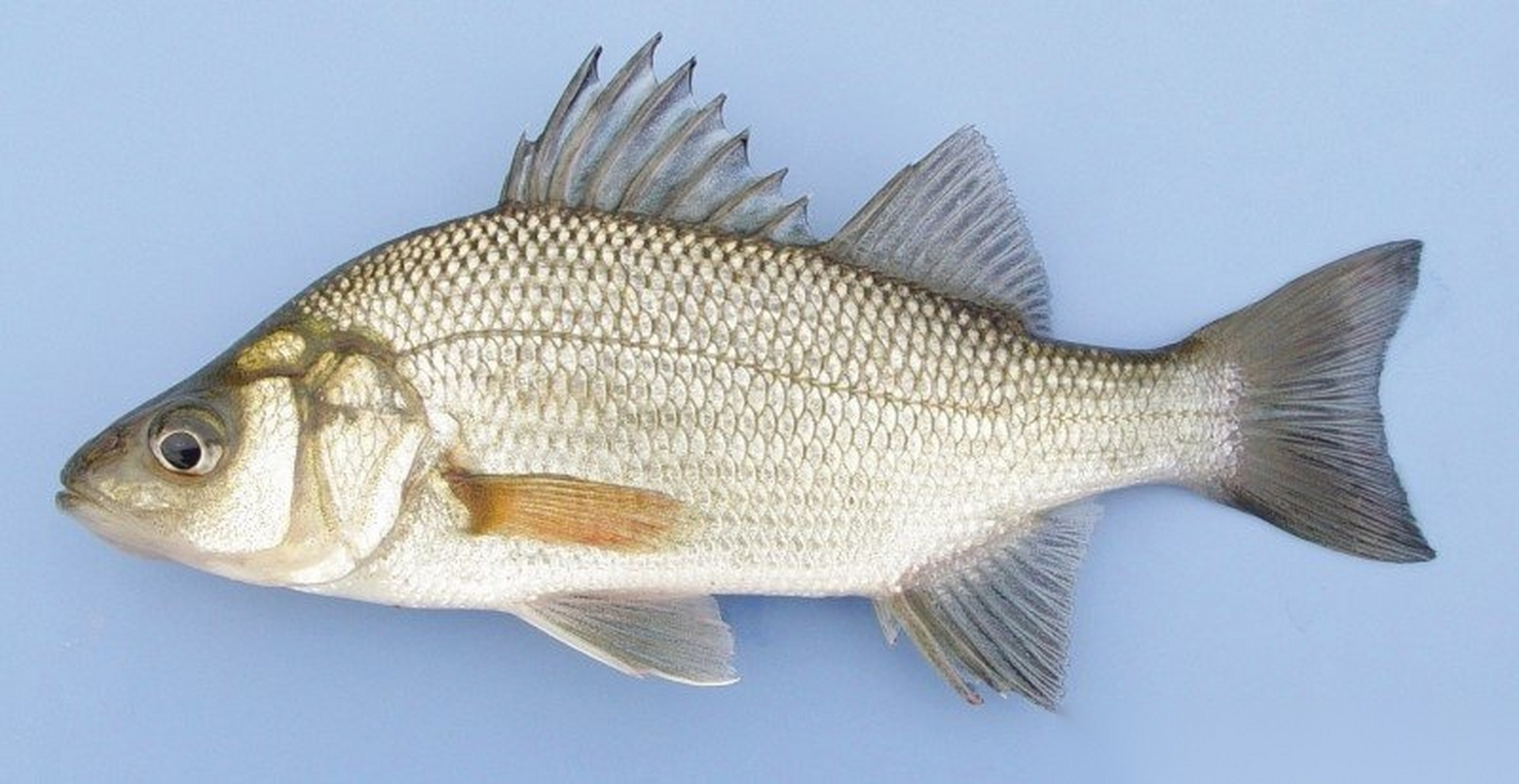 汤鲜味美的加拿大白鲈鱼 白鲈鱼(white perch,拉丁文名:morone