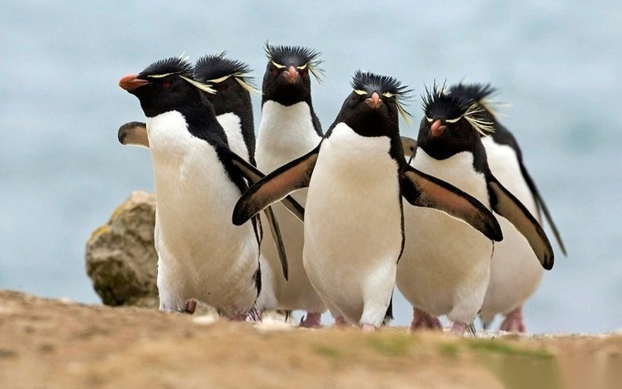 今天是世界企鹅日,请看企鹅中的社会大佬,发型极为