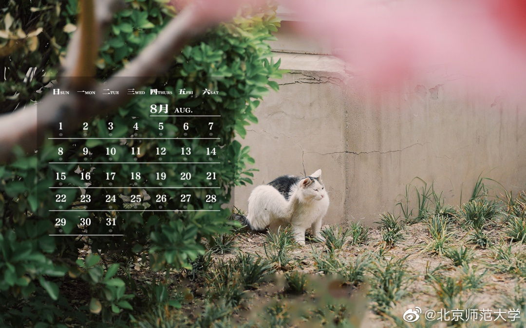 【师大月历 | 八月盛夏,明亮而又珍贵】