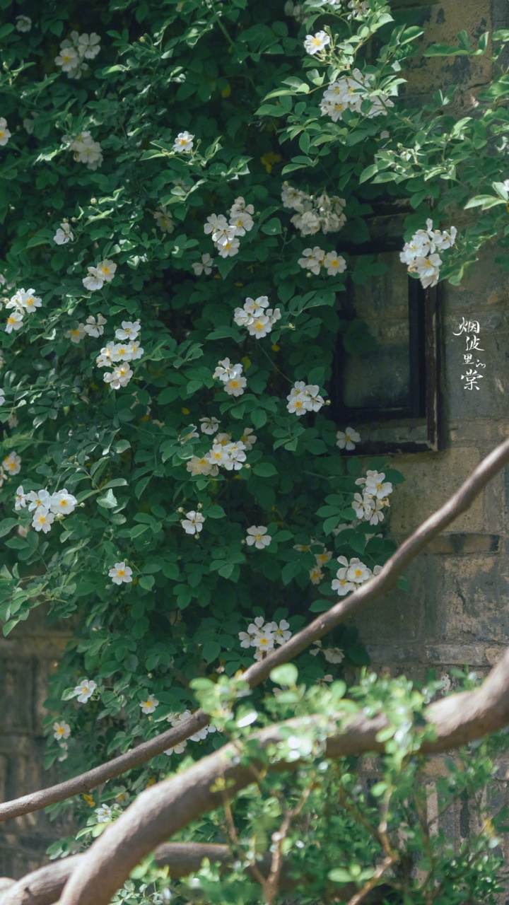 摄:烟波里的棠.