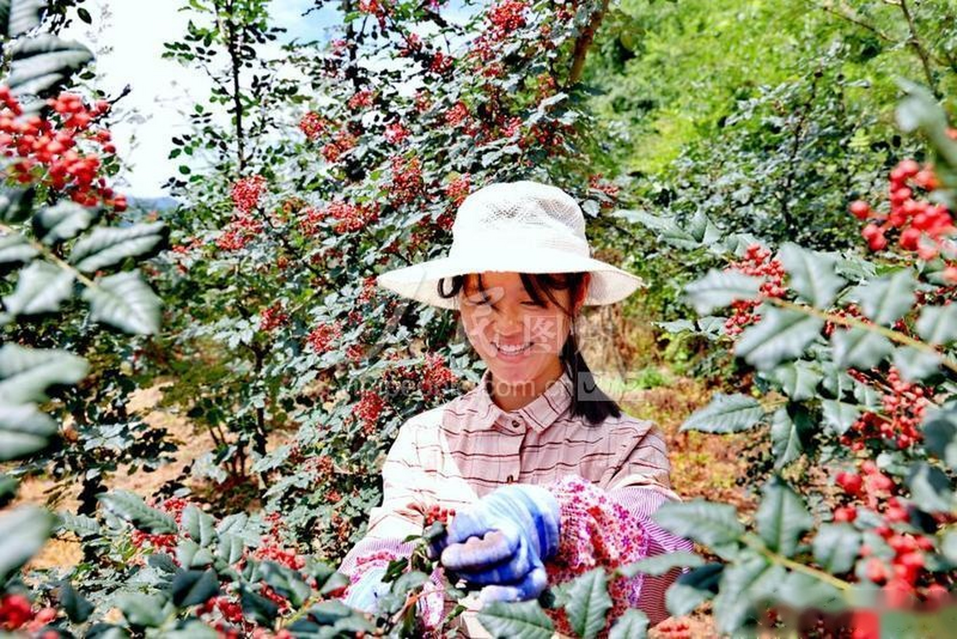 7月11日,康县平洛镇中寨村簸箕湾社蒋彦斌家正在自己的十六亩花椒园