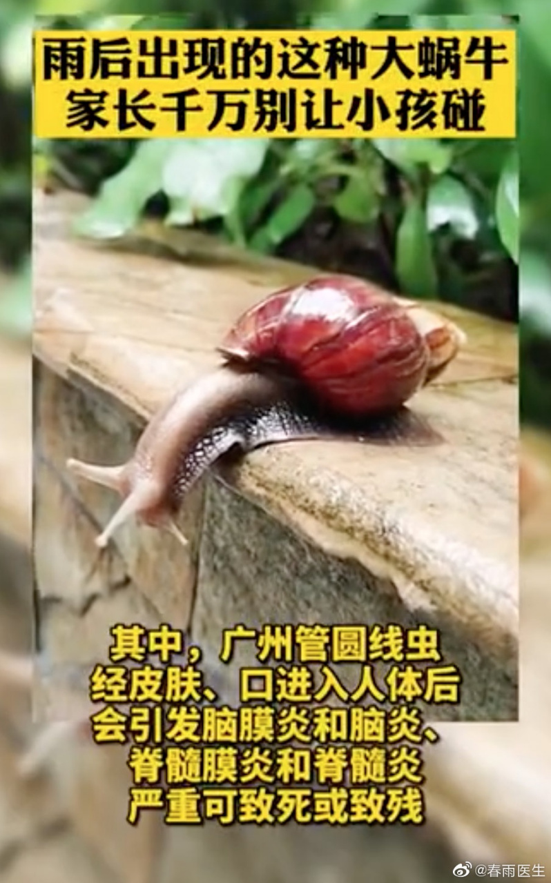 褐云玛瑙螺俗称非洲大蜗牛,原产地为非洲东非塞内巴尔周围,1930年该螺