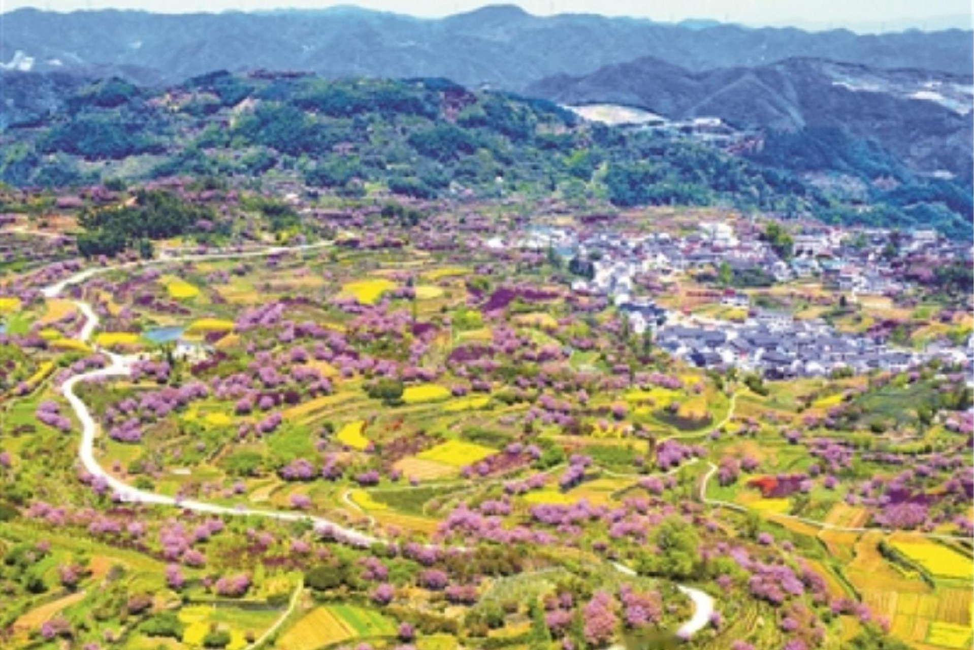 【晚樱烂漫】昨天,清明小长假最后一天,余姚大岚镇上马村春意盎然.