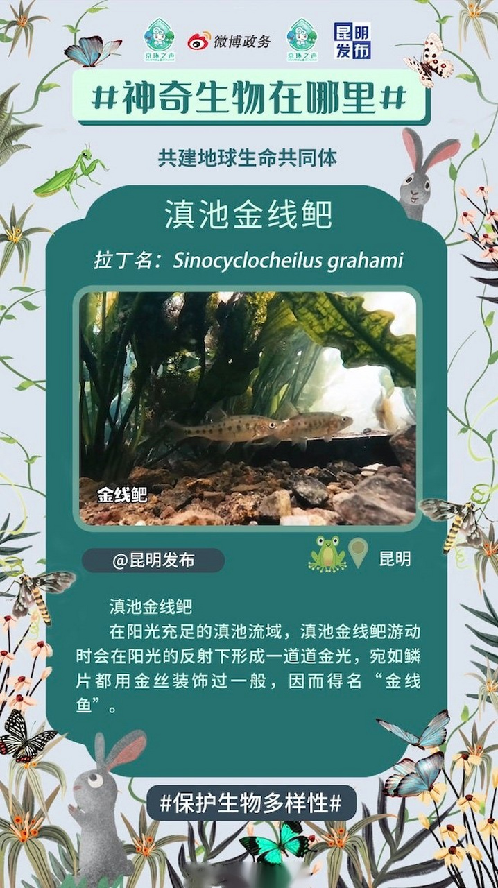 【滇池金线鲃】中国科学院昆明动物研究所研究员杨君兴:"滇池金线鲃在