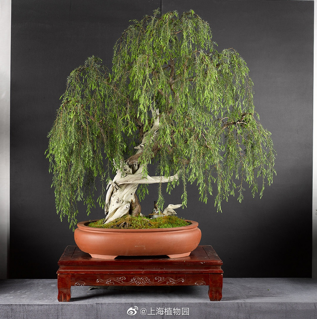 在盆景界,璎珞柏可是拟态垂柳的一把好手.