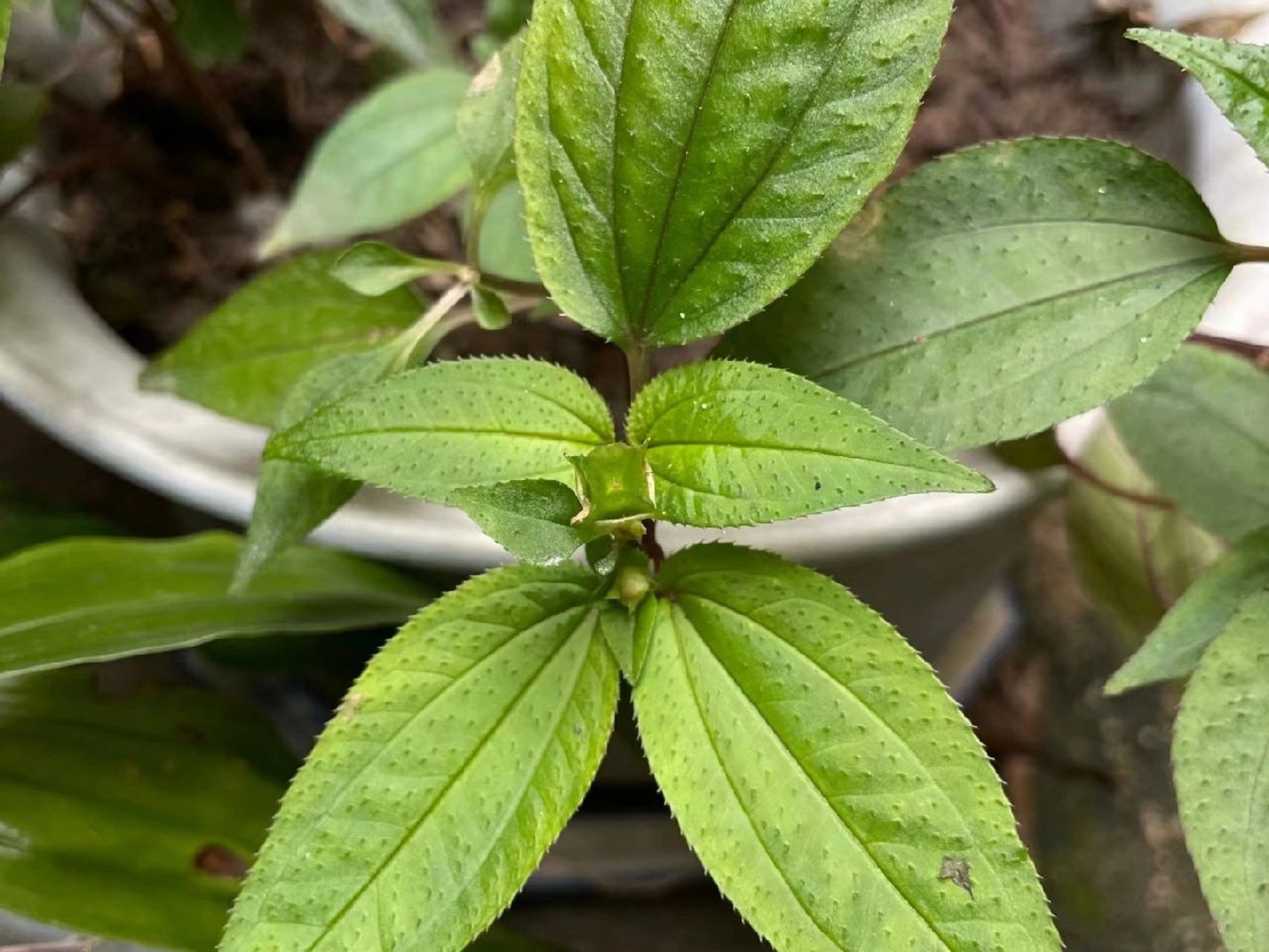 百草园 3 风鼓草 风柜斗草(风鼓草,肉穗草,楮头红),味酸,性凉,无毒.