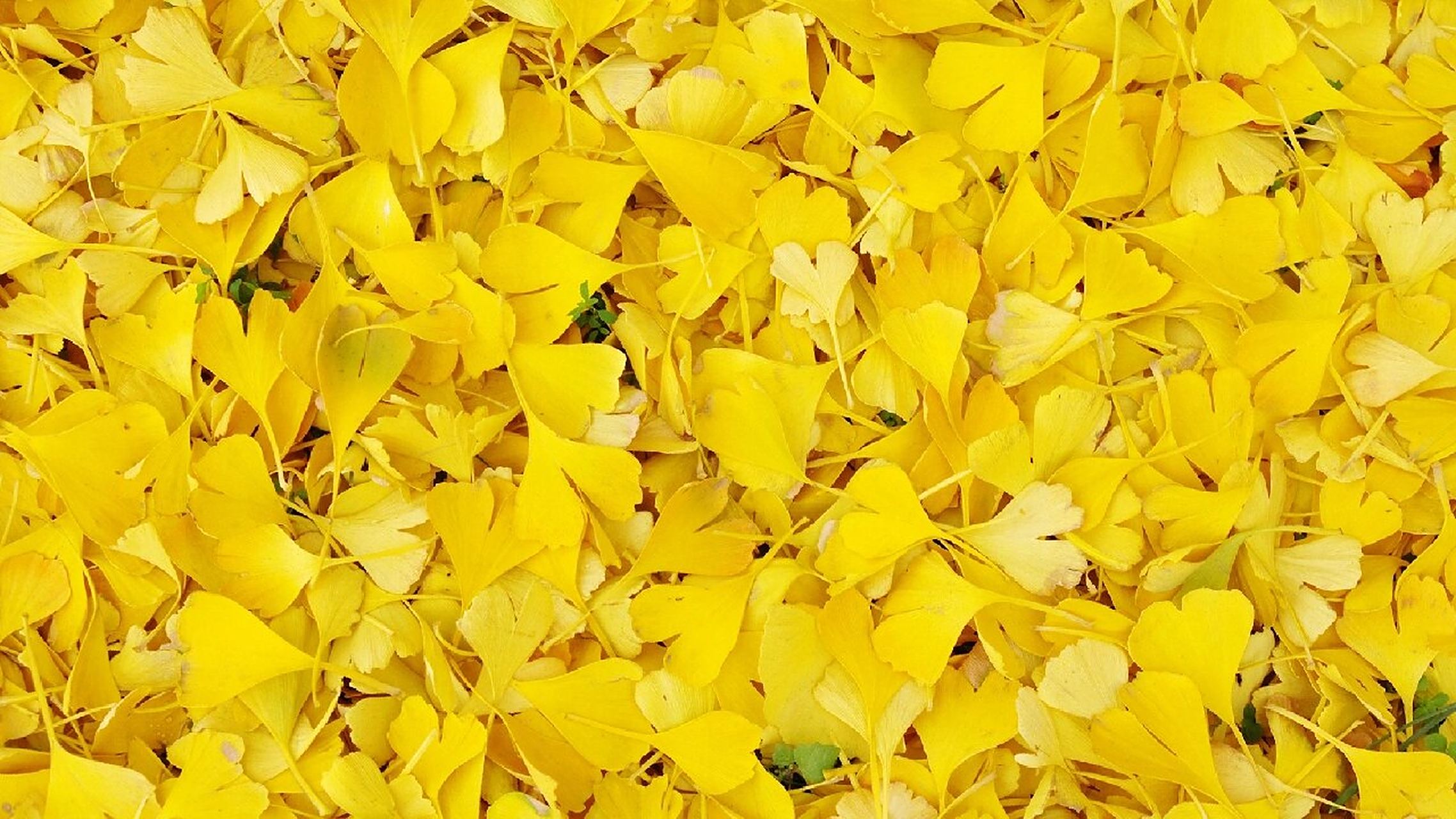 最美银杏叶电脑壁纸|背景图|横屏展板素材 90哈喽,各位宝子好 99