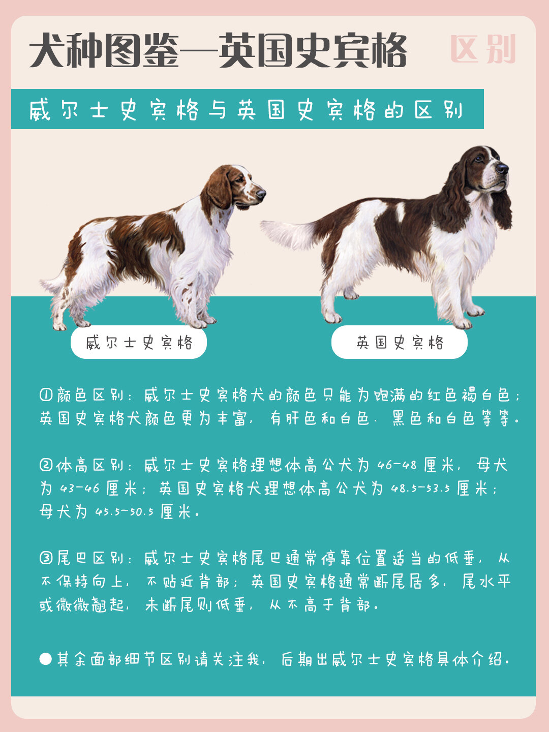 犬种图鉴——英国史宾格犬(六边形战士)