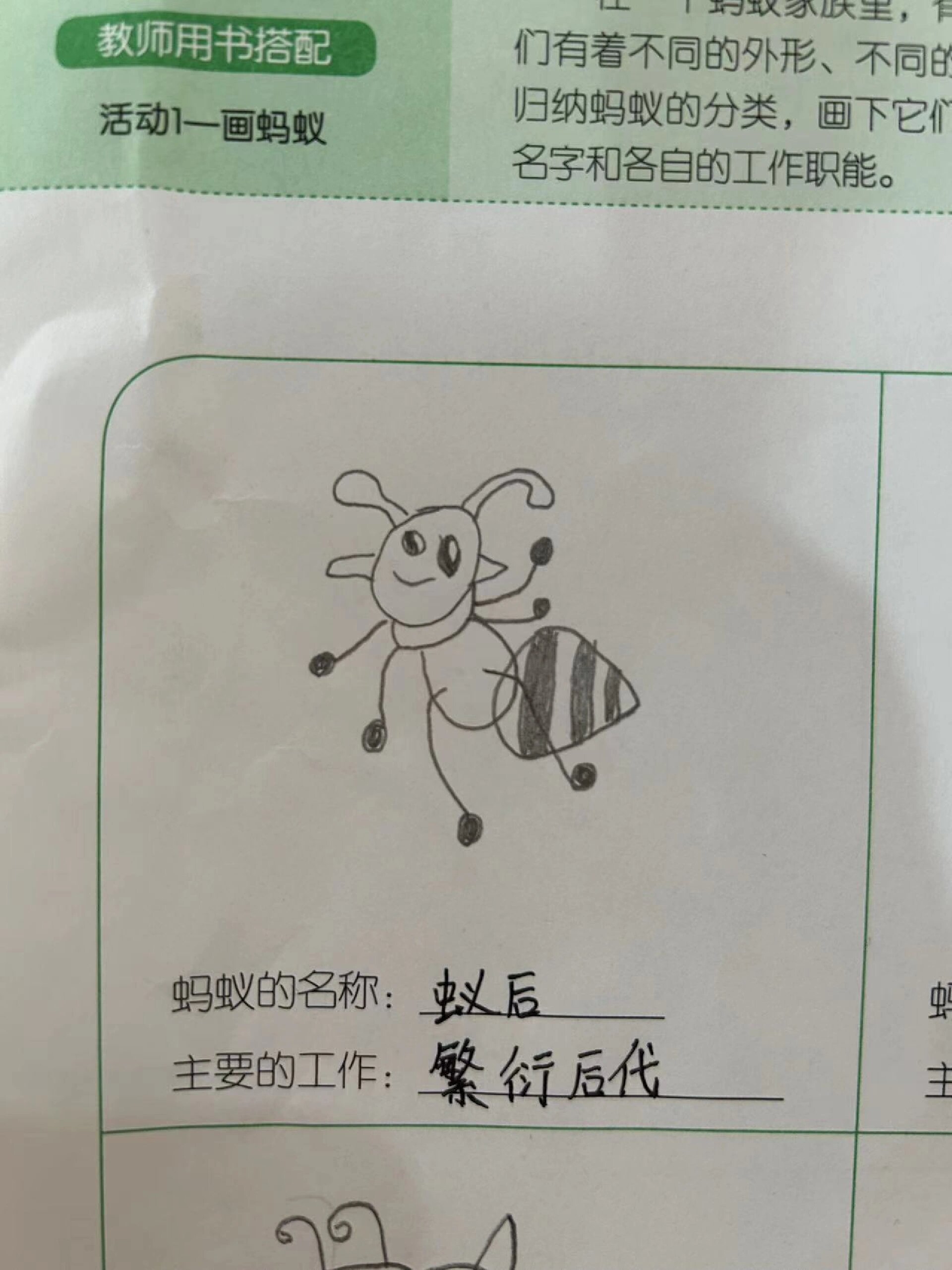 蚂蚁的分类 幼儿园中班学习单作业:蚂蚁的分类