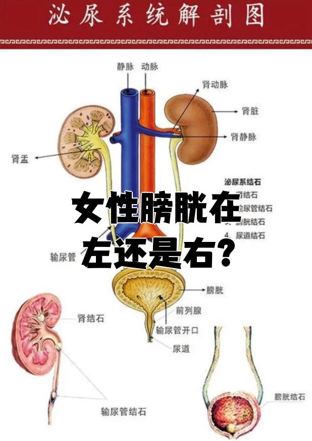女性膀胱在左还是右?