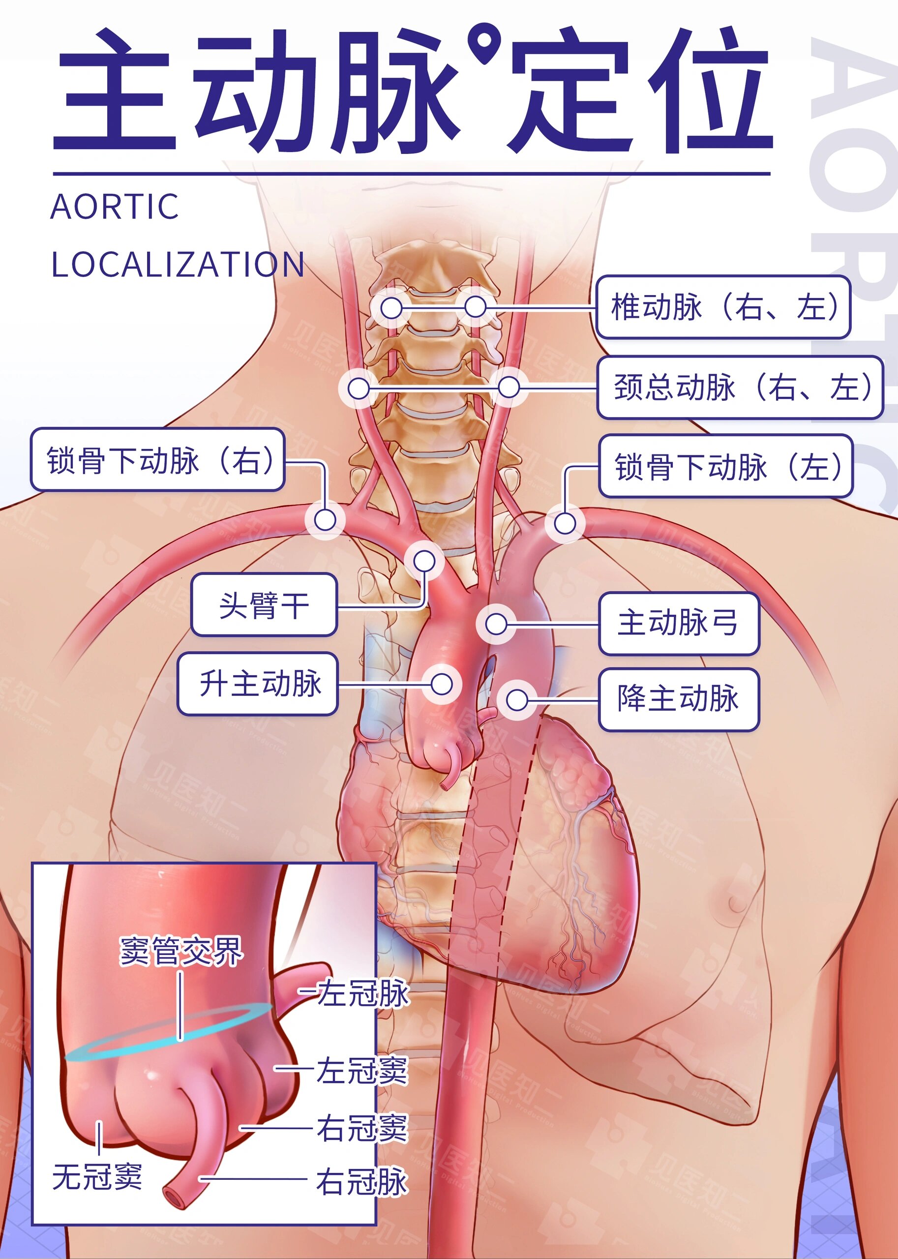 锁骨下动脉位置图片图片