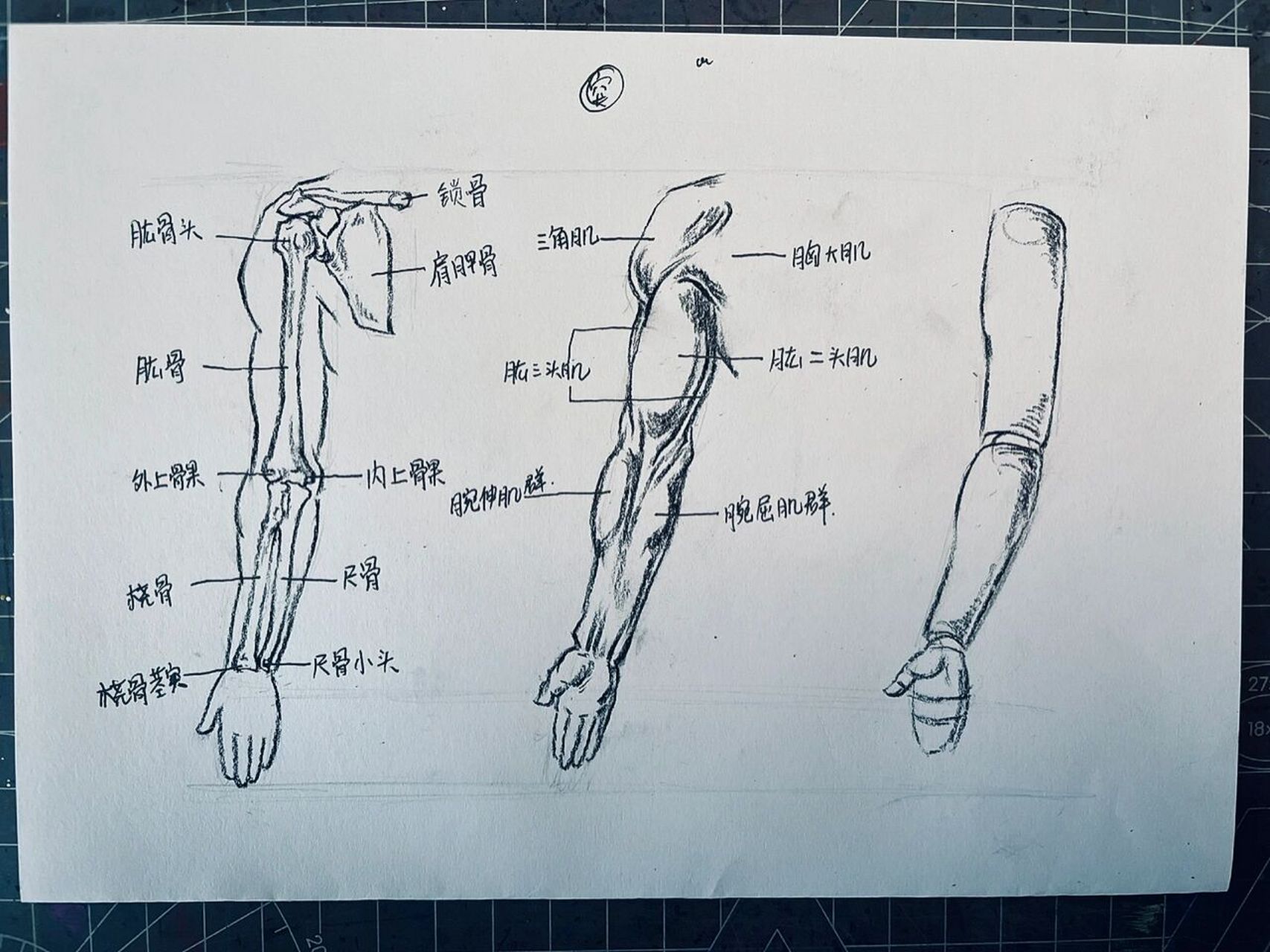 手臂解剖图美术图片