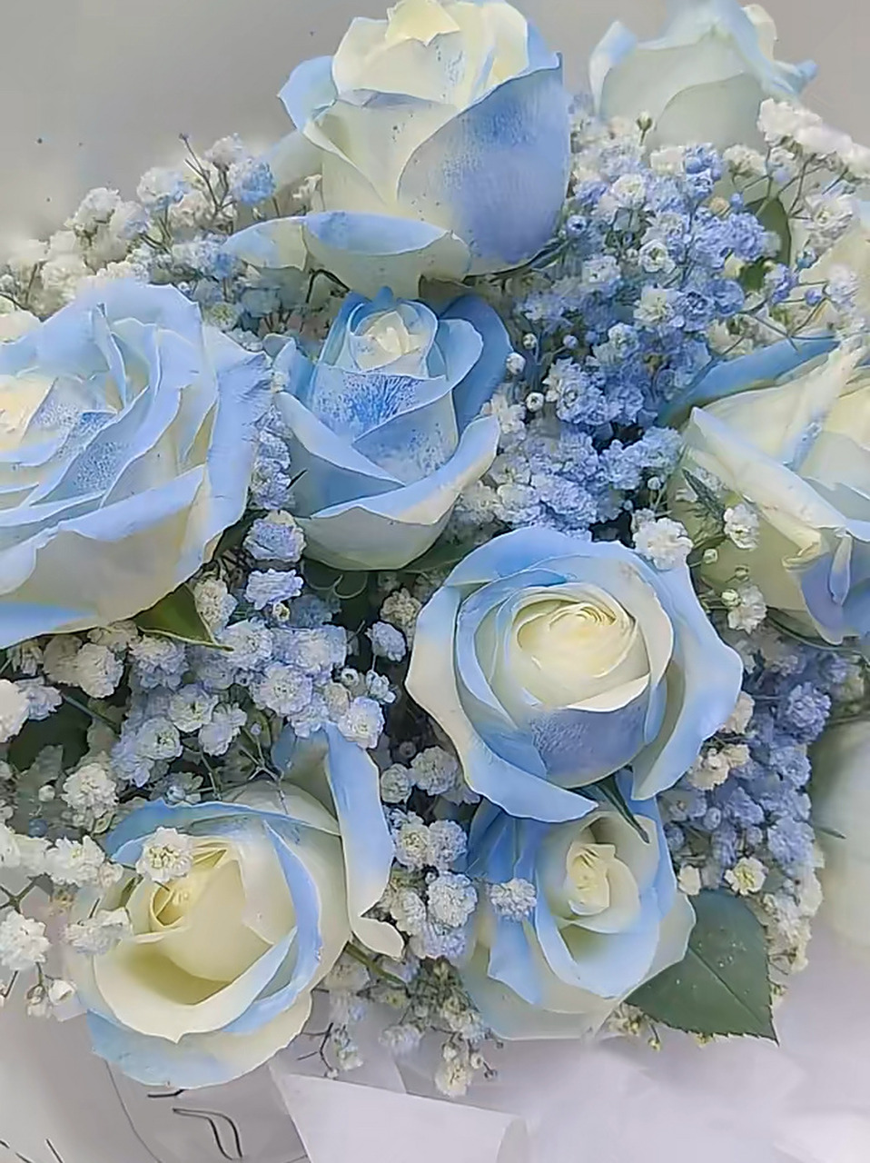 见面的时候带上一束碎冰蓝玫瑰吧         美好花语:送你的希望是星辰