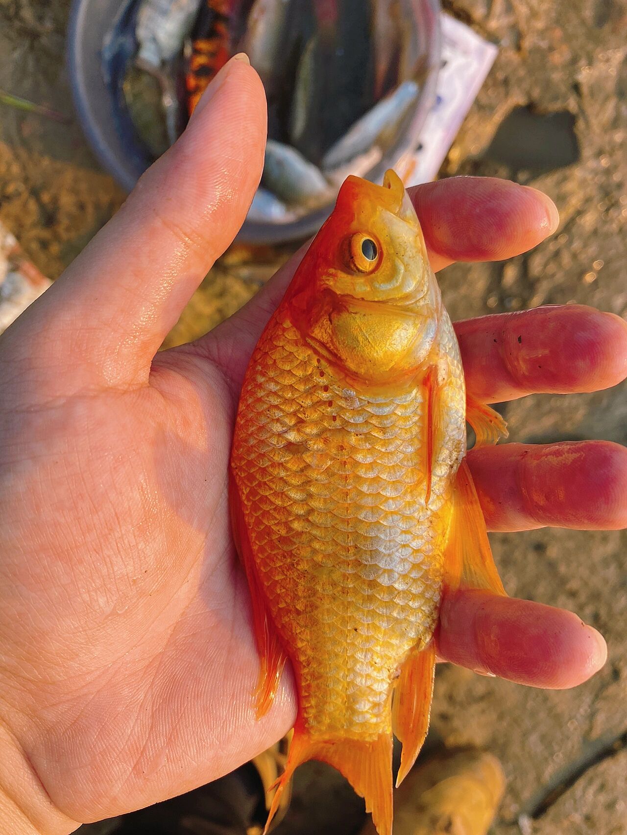 头回钓到红鲫鱼,祝大家红红火火 红鲫鱼真的是个很稀缺的物种,我想