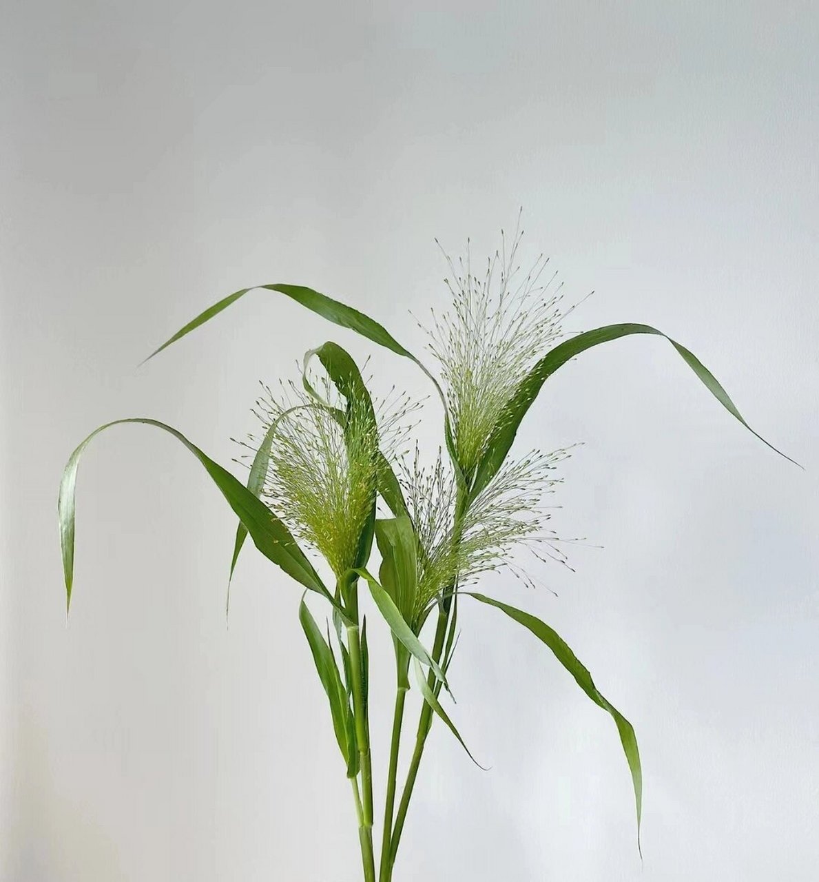 每天认识一种花-喷泉草 喷泉草花语: 时光磨砺后的爱,爱如呼吸长相伴.