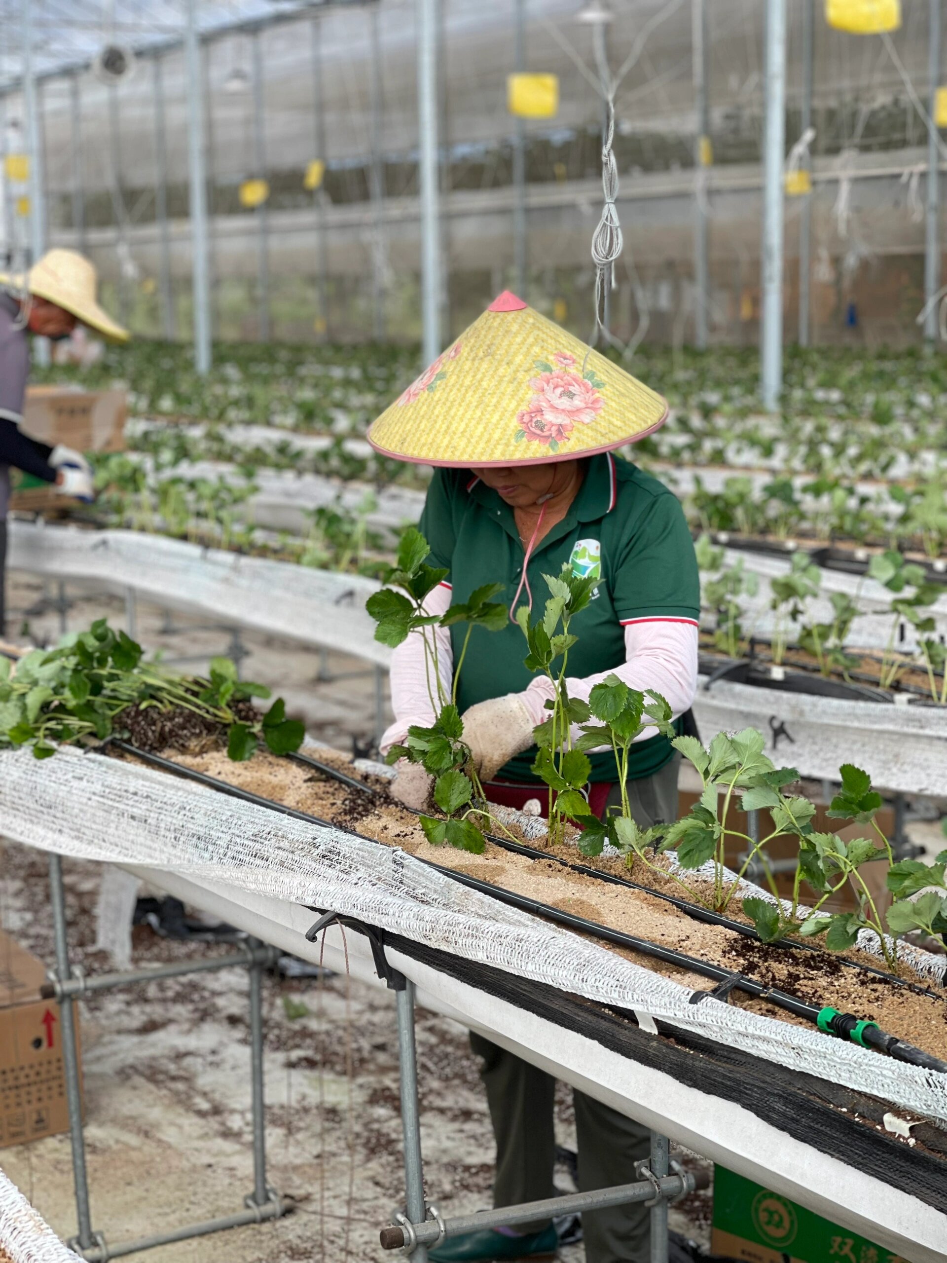 广州|万果小镇草莓种植|寻找大自然的乐趣