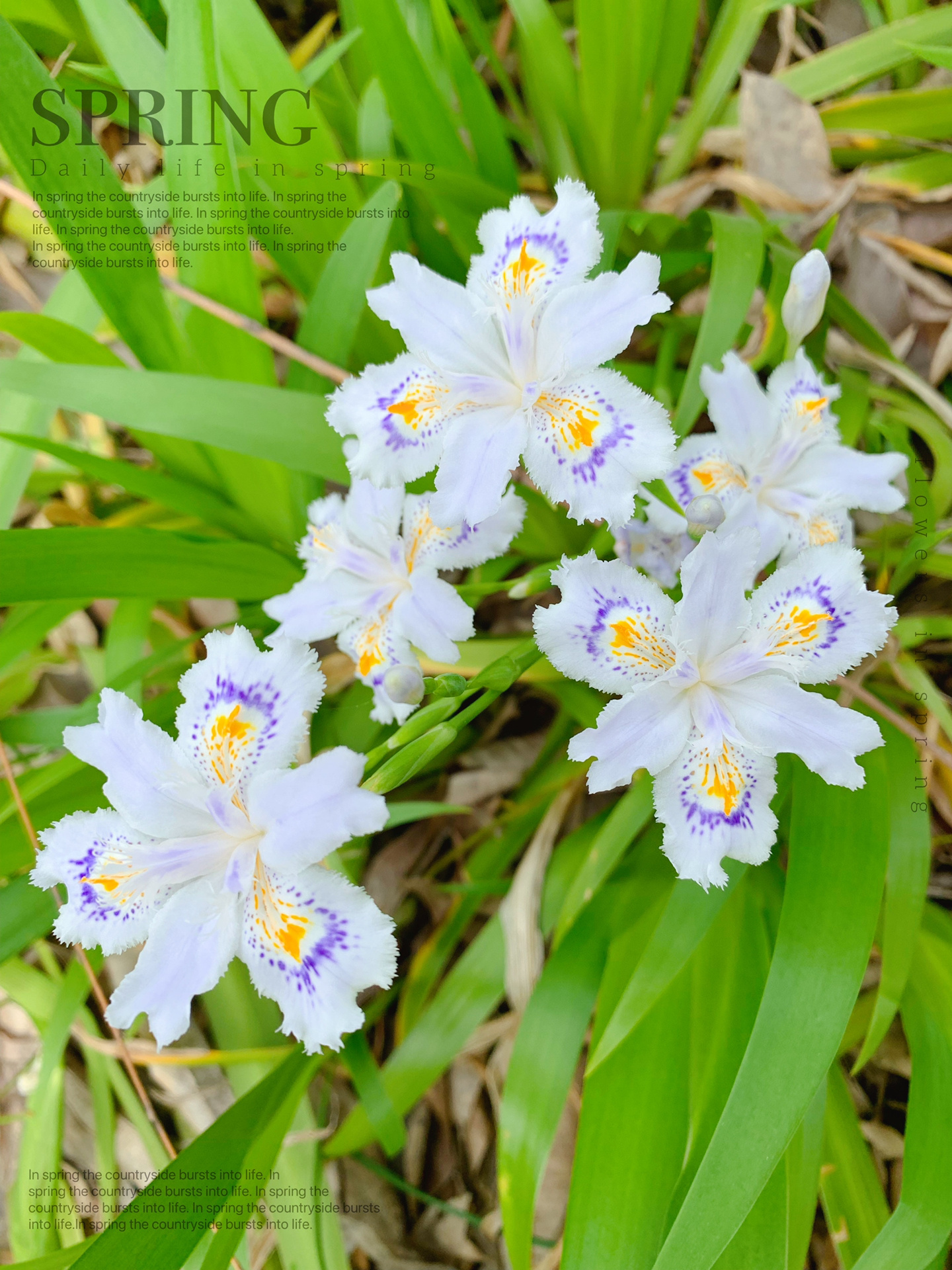 扁竹根花期图片