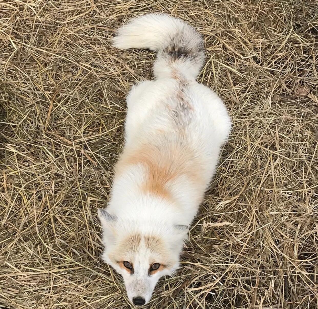 熊猫狐,又叫红大理石狐 red marble fox/红花熊猫狐/金大理石狐gold