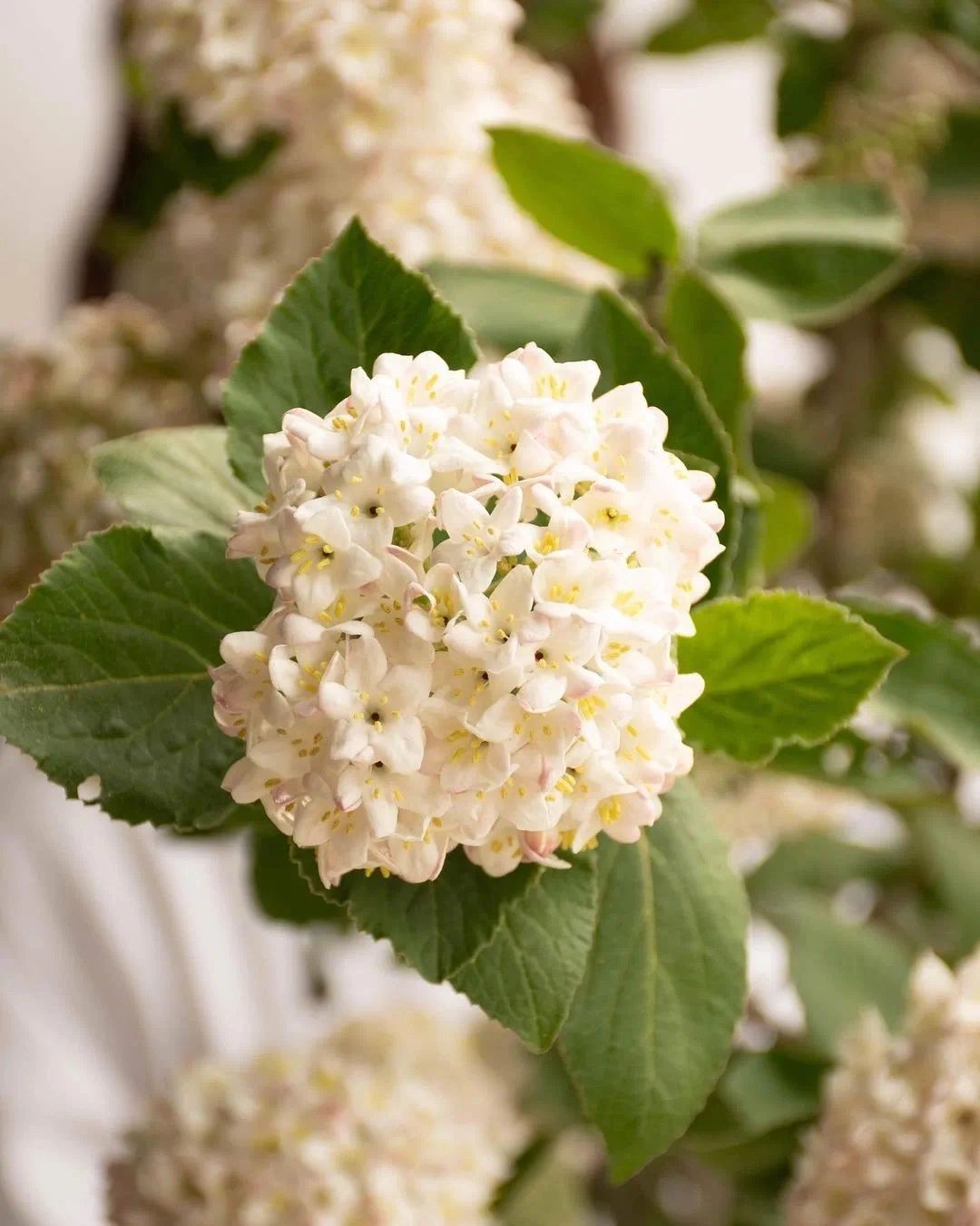荚蒾属 viburnum 别名:木绣球,绣球,绣球花 绣球荚蒾的花语是至死