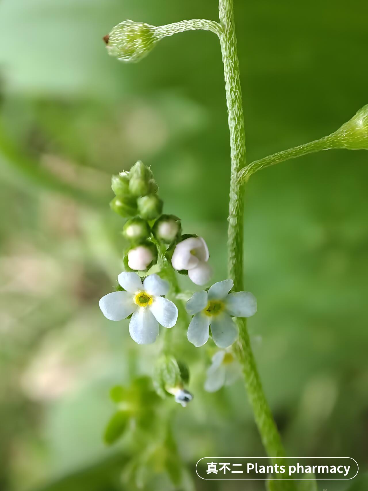 附地菜|这么可爱竟然是纯天然止痛92?