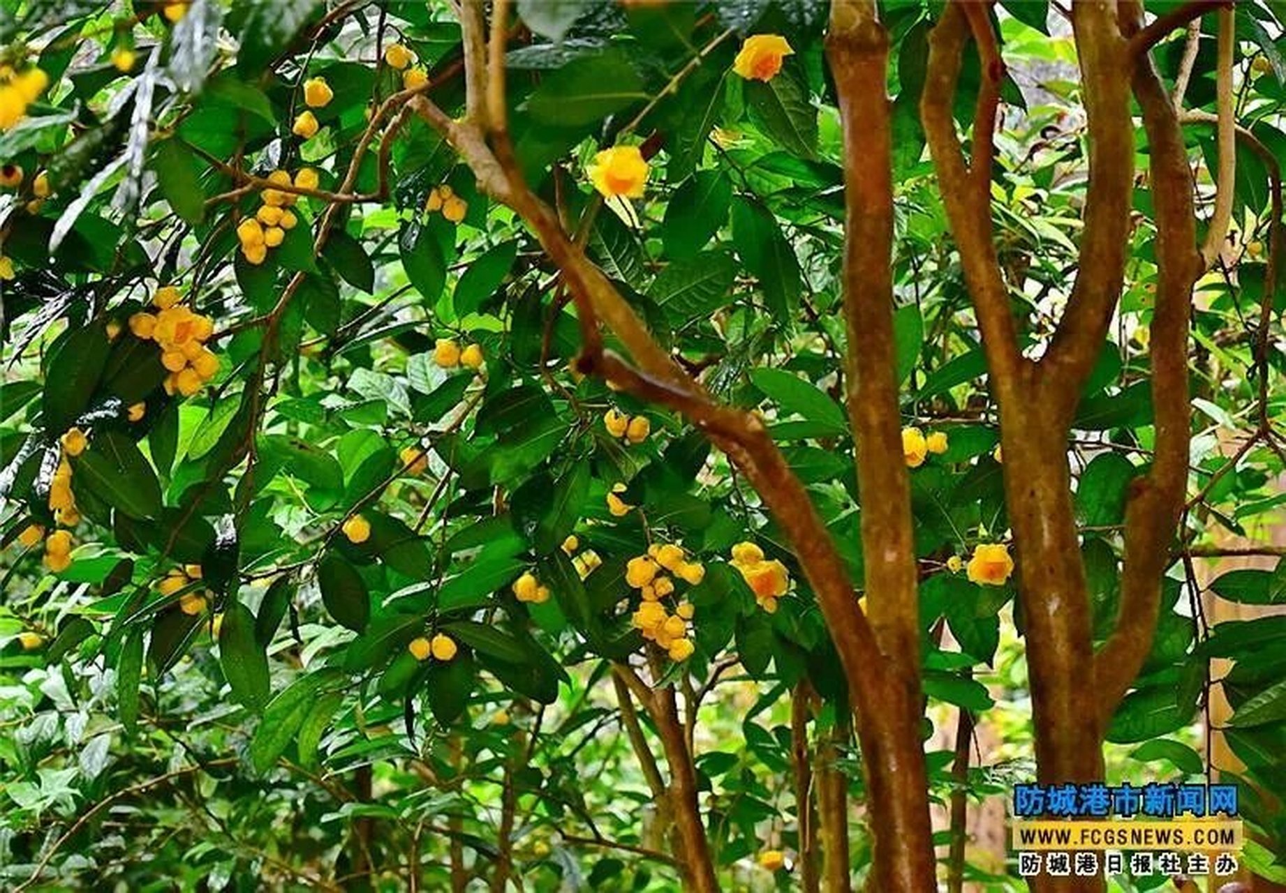 2023年防城港金花茶 鱼嘴花,大花,花蕾(花苞)
