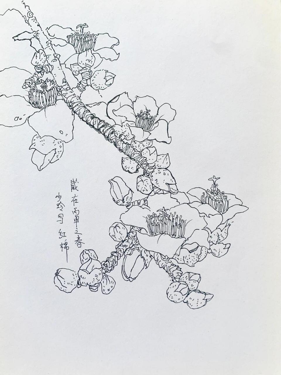 写生木棉花 线描红棉花