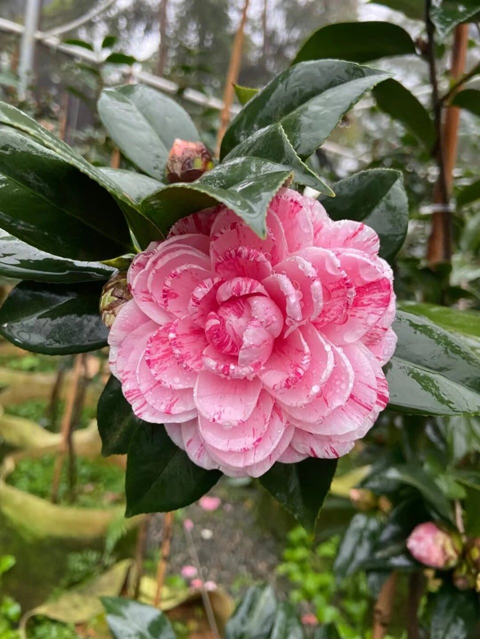 花见61潮州仙种五宝(龙骨顶) 仙种五宝,素而淡,清而雅,是茶花低头时