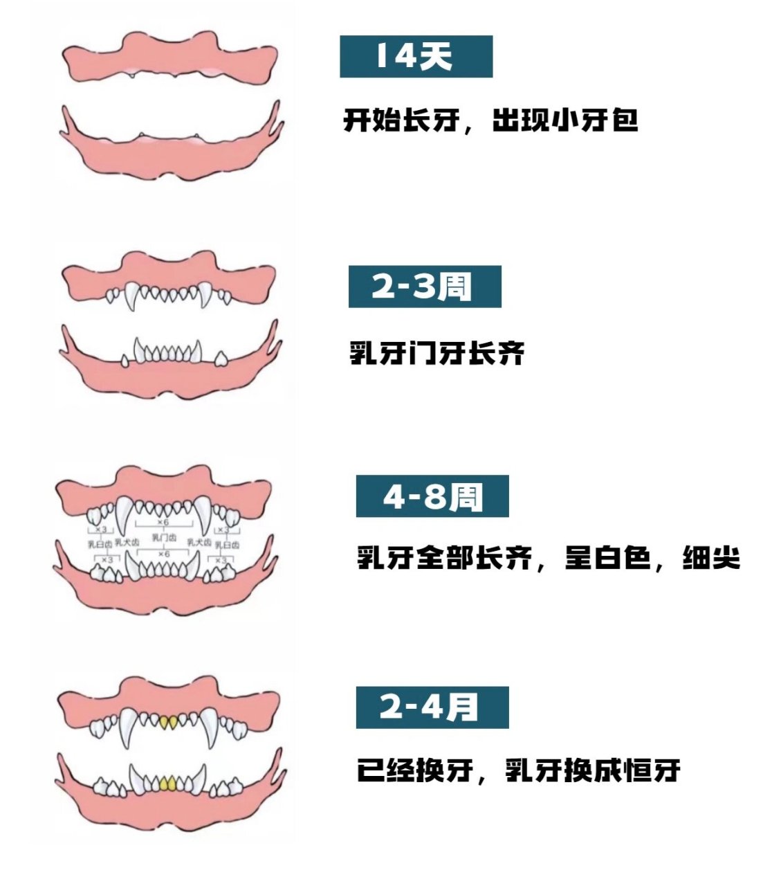 猫咪年龄对照表牙齿图片