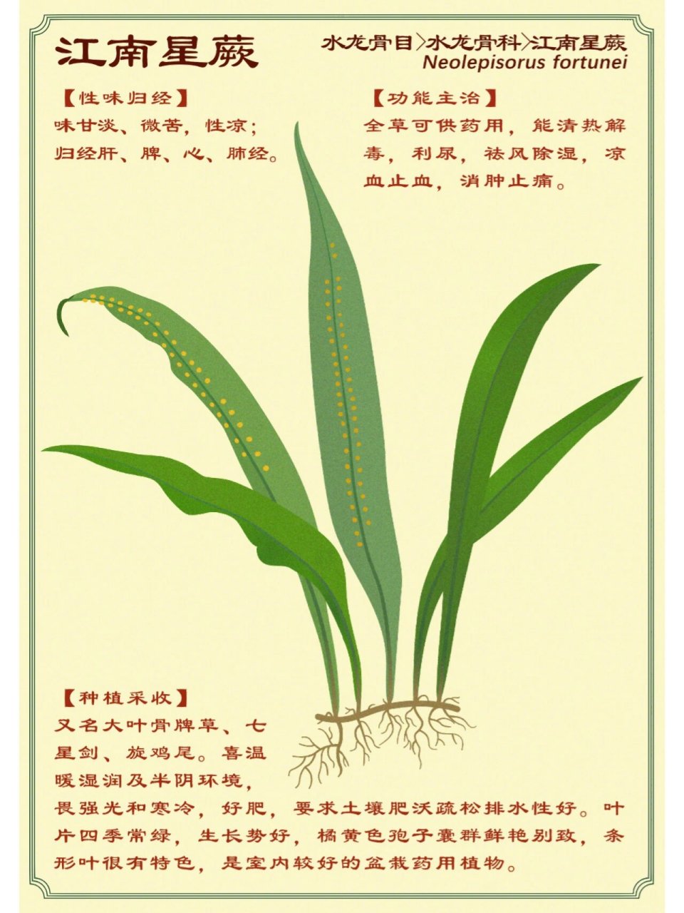 江南星蕨  【基础信息】  又名 味甘淡,微苦,性凉;归经肝,脾,心,肺经.