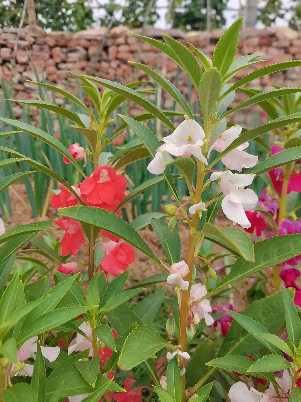 海娜花,我记得小时候最喜欢海娜花了 海娜花,我记得小时候最喜欢海娜