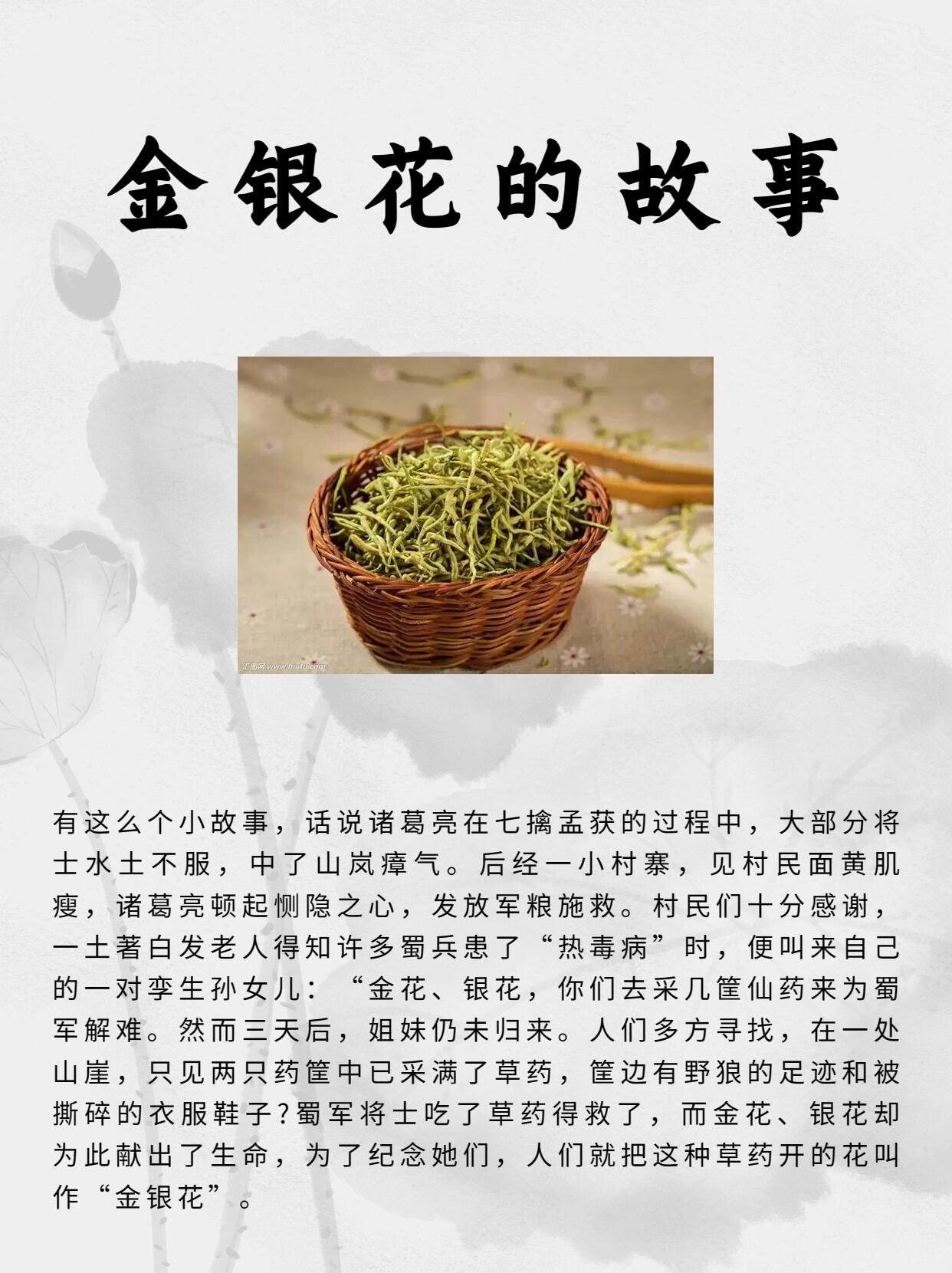 每天认识一味药《金银花》