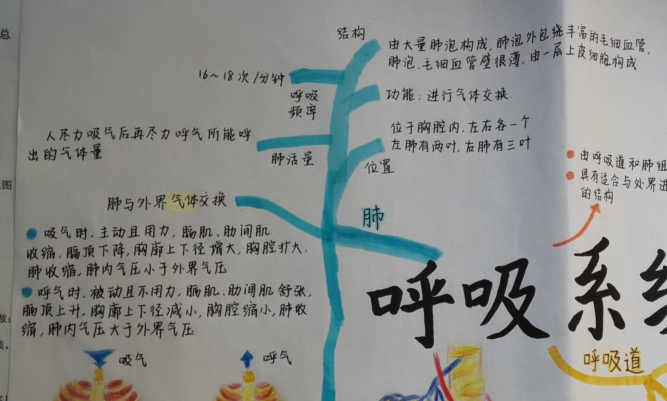 生物思维导图:呼吸系统 暑假作业:生物思维导图(呼吸系统) (画画不好