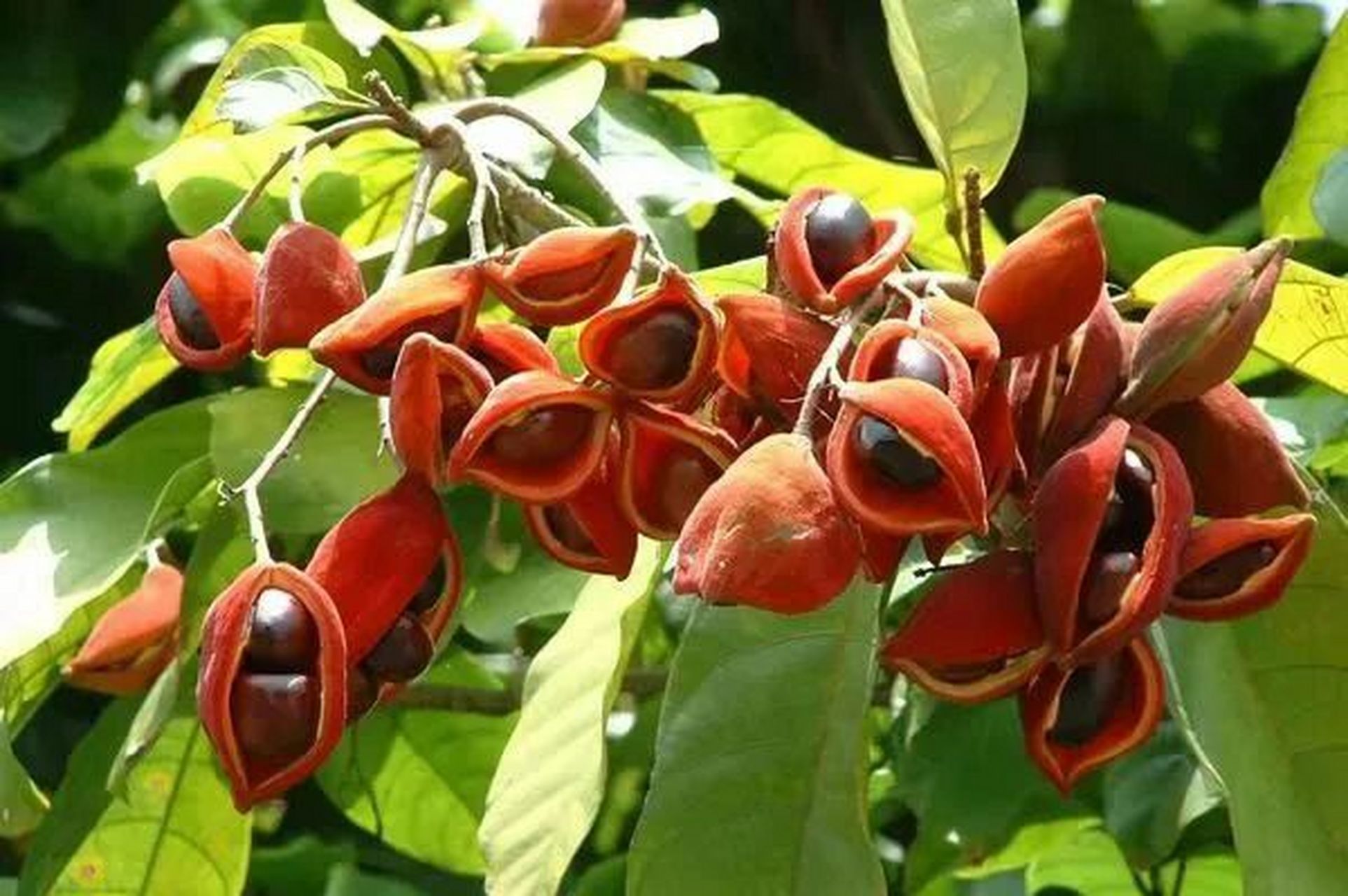 广东庭院植物|苹婆(凤眼果) 苹婆又叫凤眼果,频婆.